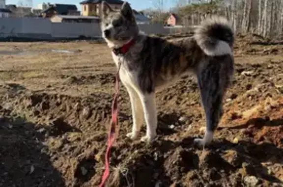 Пропала собака, Новая Слобода - photo
