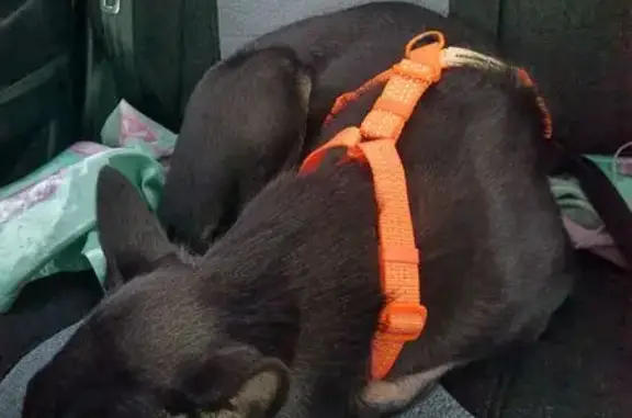 Собаки потеряшки, Екатеринбург, фото: Потеряшка собака, Екатеринбург