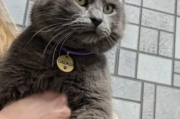 Пропала кошка, Ярославль - photo