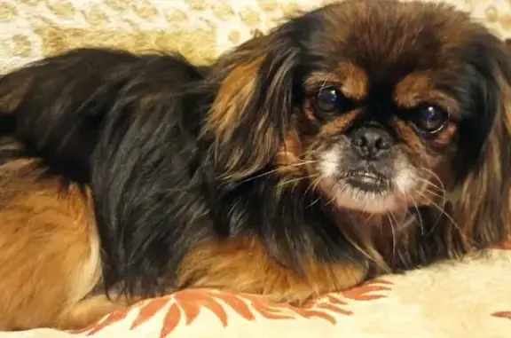 Пропала собака, Санкт-Петербург - photo