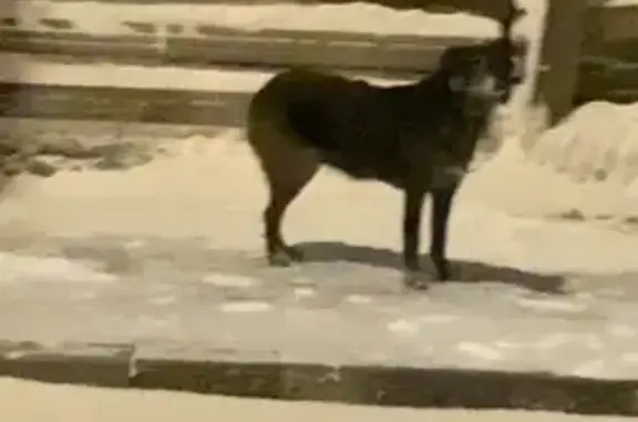 Найдена собака, Павловск, фото: Собака найдена: Конюшенная ул., 22, Павловск