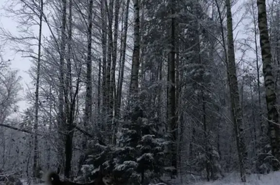 Собаки потеряшки, Бугровское, фото: Потеряшка собака, Бугровское