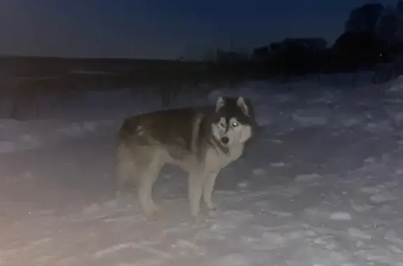 Найдена собака, Смородинское, фото: Собака найдена в Д. Дубовое, Тульская обл.