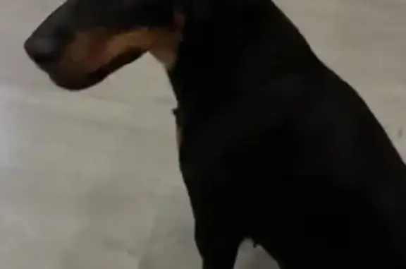 Найдена собака, Оренбург, фото: Найдена собака, пр. Победы 149/2, Оренбург