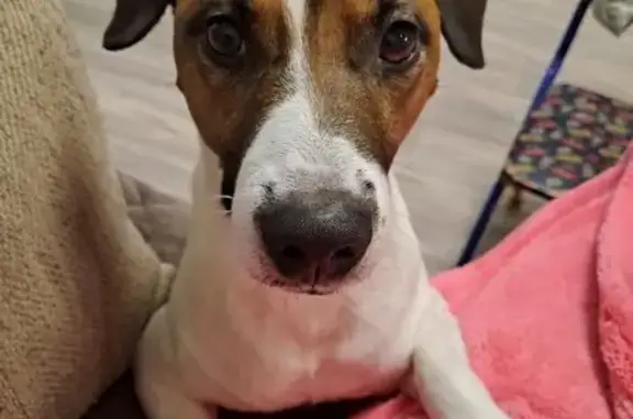 Пропала собака, Архангельск - photo