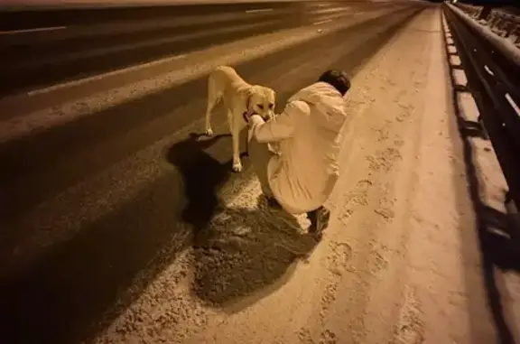 Найдена собака, Химози, фото: Собака найдена на Р-23, Химози