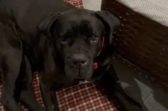 Найдена собака, Воронеж, фото: Найдена собака, Воронеж