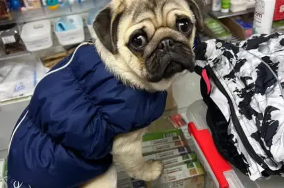 Пропала собака, Лукьяново - photo