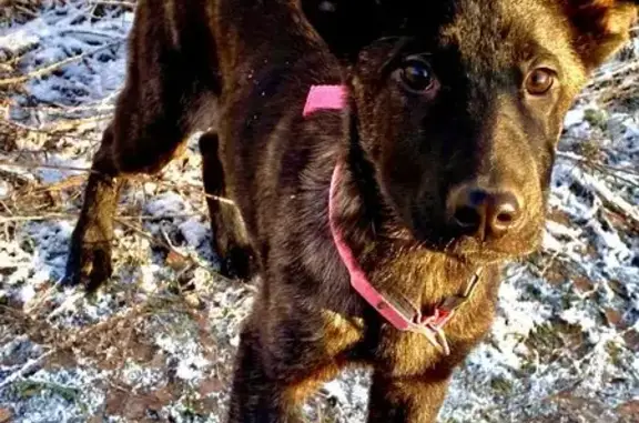 Найдена собака, Липецк, фото: Найдена собака на Тракторном, 3, Липецк