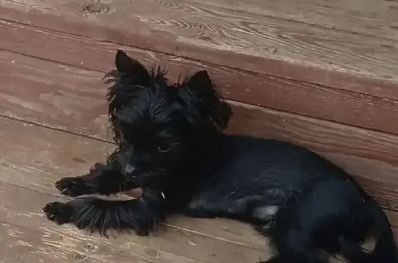 Пропала собака, Мурманск - photo