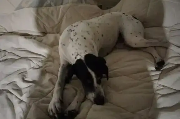 Найдена собака, Ленина, фото: Собака найдена на Курганной, 35, хутор Ленина