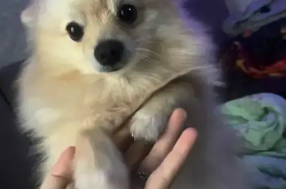 Пропала собака, Томск - photo