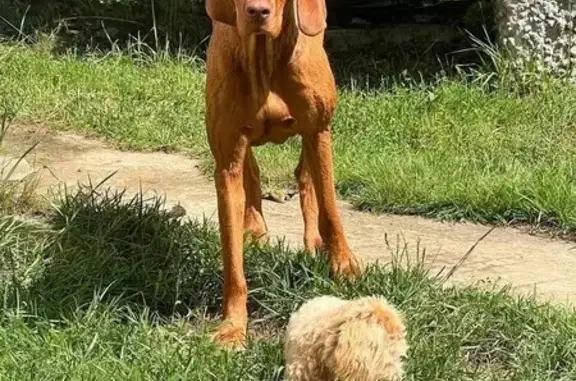 Пропала собака, Москва - photo