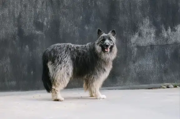 Пропала собака, Москва - photo