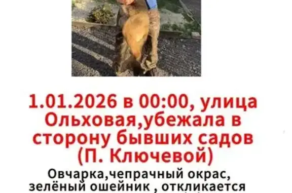 Пропала собака, 8 Линия, Новочеркасск - photo