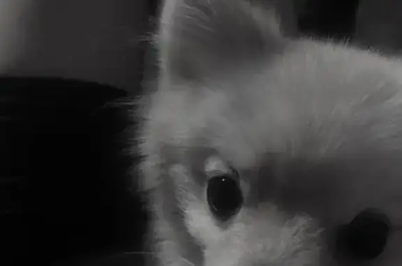 Пропала собака, Томск - photo