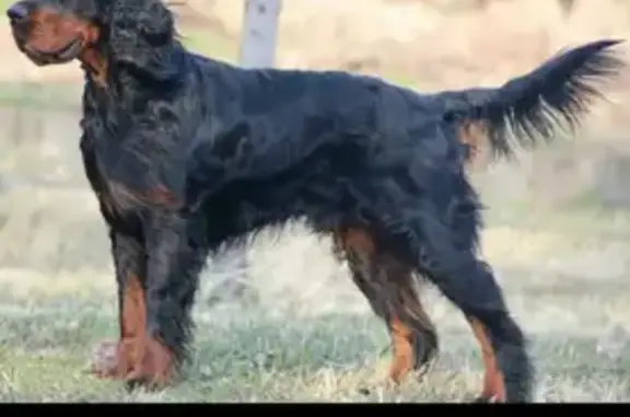 Пропала собака, Пеники - photo