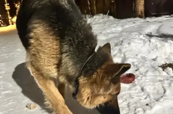 Найдена собака, Загорянский, фото: Найдена собака, Загорянский