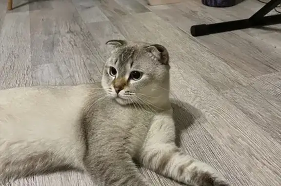 Найдена кошка, Москва, фото: Найдена кошка, Москва