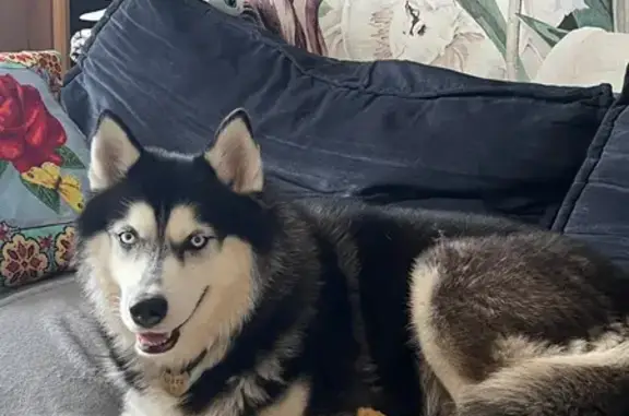 Пропала собака, Балашиха - photo