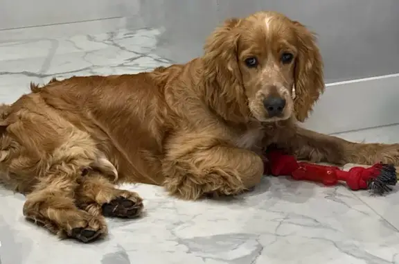 Найдена собака, Сочи, фото: Сочи: Найдена собака на Транспортной ул.