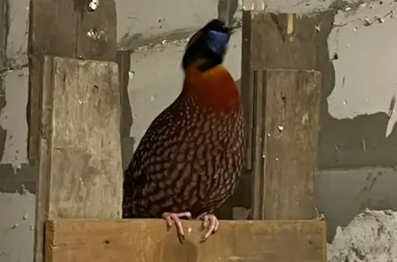 Найденные животные Тула, фото: Азиатская птица найдена в Туле