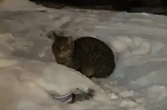 Найдена кошка, Санкт-Петербург, фото: Кошка найдена на Орджоникидзе, 52А, СПб