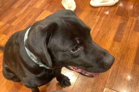 Найдена собака, Санкт-Петербург, фото: Найдена собака, пр. Гагарина, 20, СПб