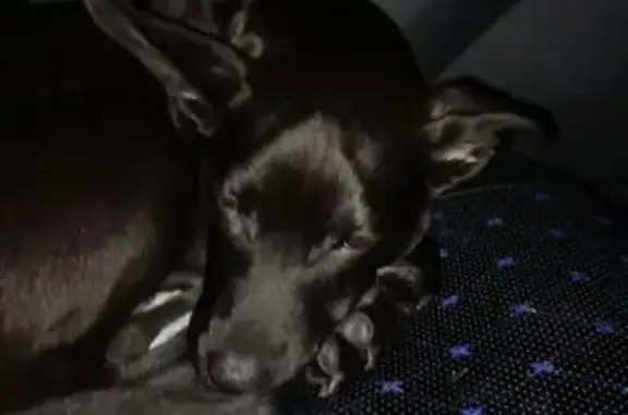 Найдена собака, Липецк, фото: Найдена собака на проспекте 60 лет СССР