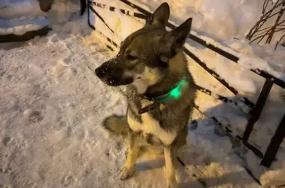 Найдена собака, Санкт-Петербург, фото: Собака с ошейником, пр. Энгельса, СПб