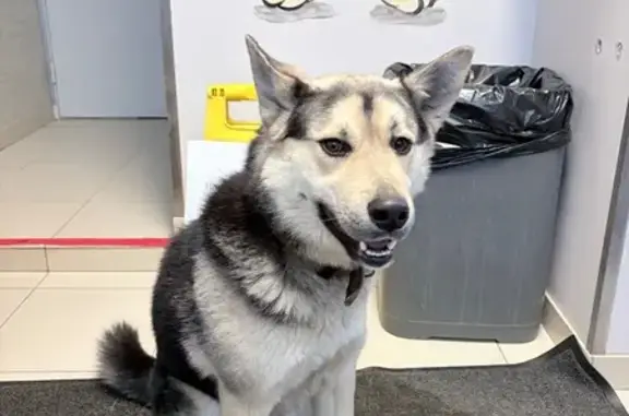 Найдена собака, Казань, фото: Найдена собака, Ершова 65В, Казань