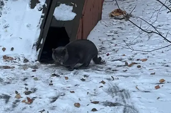 Найдена кошка, Москва, фото: Найдена кошка, Москва