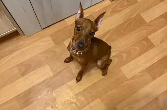 Собаки потеряшки, Таёжный, фото: Потеряшка собака, Зелёная ул. 4, Таёжный