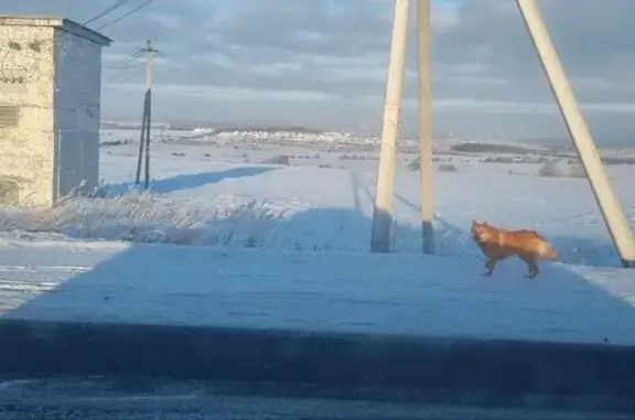 Найдена собака, Аннинское, фото: Собака найдена: Сиреневая ул., Аннинское