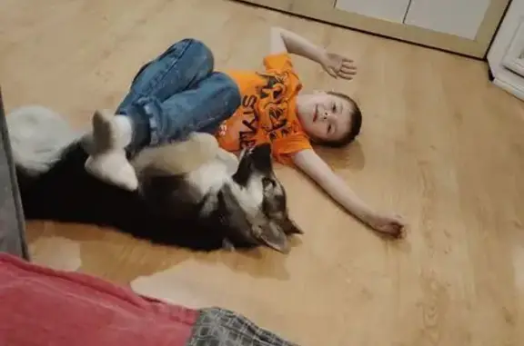 Пропала собака, Калининградская обл. - photo