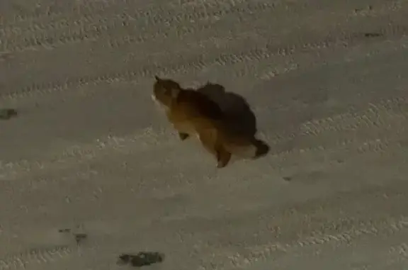 Найдена кошка, Тверь, фото: Кошка найдена на бульваре Гусева, Тверь