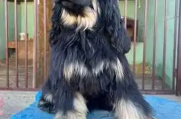 Пропала собака у аэропорта Уктус, Екб - photo