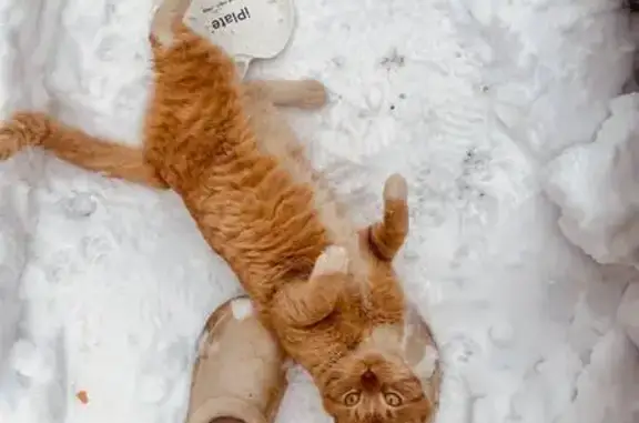 Найдена кошка, Щёлково, фото: Кошка найдена: Еловая ул., МО