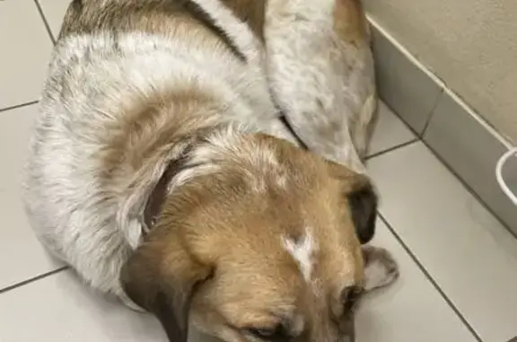 Найдена собака, Калуга, фото: Собака найдена на заправке, ул. Анненки