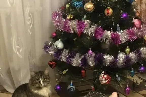 Пропал кот, Кооперативная ул. 27, Шуя - photo