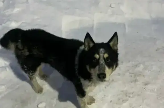 Найдена собака, Новолуговое, фото: Пёс найден в Новолуговом, Новосибирская область