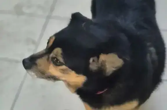 Найдена собака, Красноярск, фото: Собака найдена на Авиаторов, 38, Красноярск