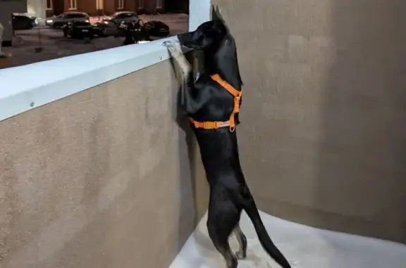 Пропала собака, ул. Блюхера, Екатеринбург - photo