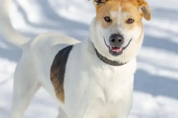 Пропала собака в Ратчино, МО - photo