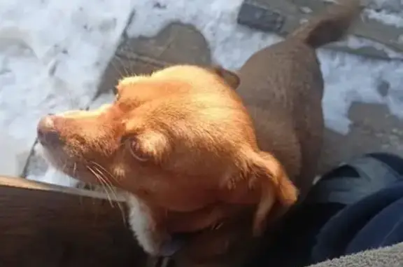 Пропала собака, Космическая 9В, Хабаровск - photo