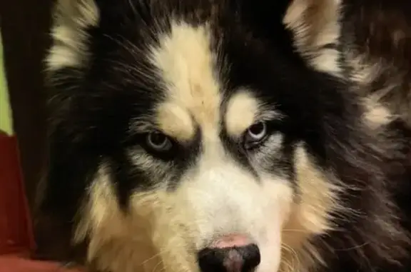 Найдена собака, Москва, фото: Найдена собака хаски, ул. Юных Ленинцев