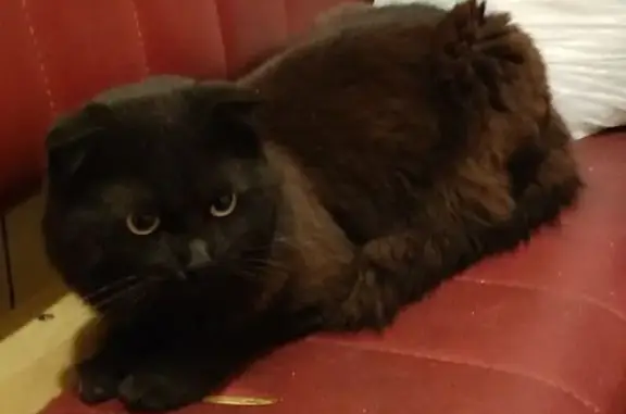 Найдена кошка, Москва, фото: Кошка найдена в Архангело-Тюриковском переулке