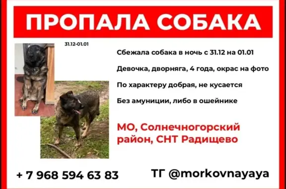 Собаки потеряшки, Радищево, фото: Потеряшка собака в Радищево, МО