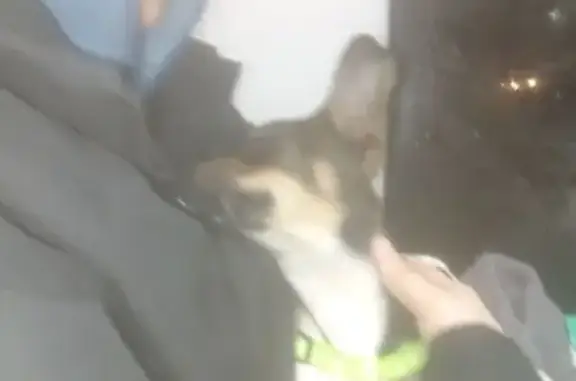 Пропала собака, Румянцева 7, Челябинск - photo