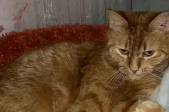 Пропала кошка, ул. Р. Люксембург, 35, Тверь - photo